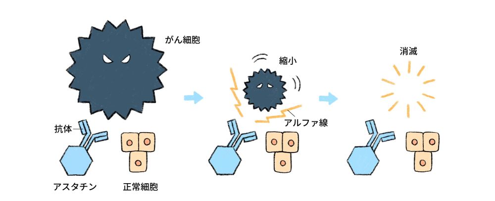 アスタチンのアルファ線によりがん細胞が縮小、消滅するまでをあらわしたイラストです