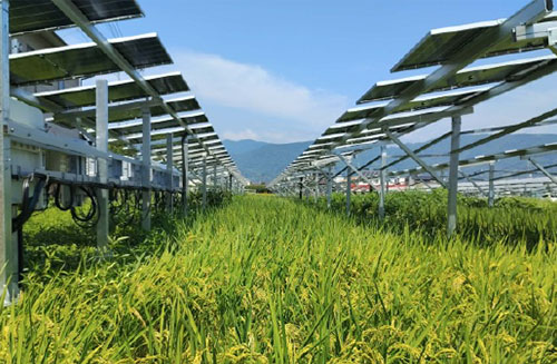 収穫前の水稲イメージ